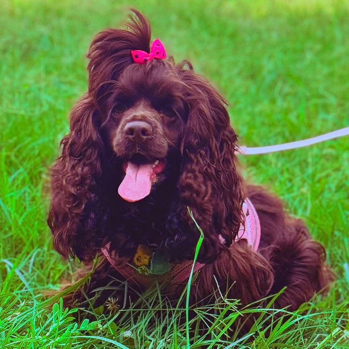 bellayscrappy