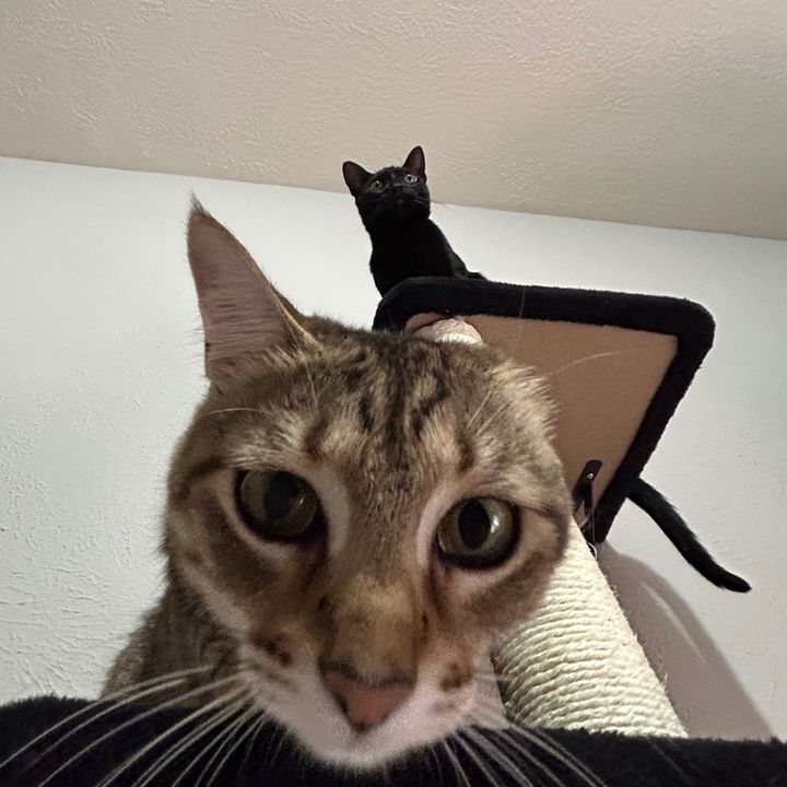 Maki and Nala Adventures