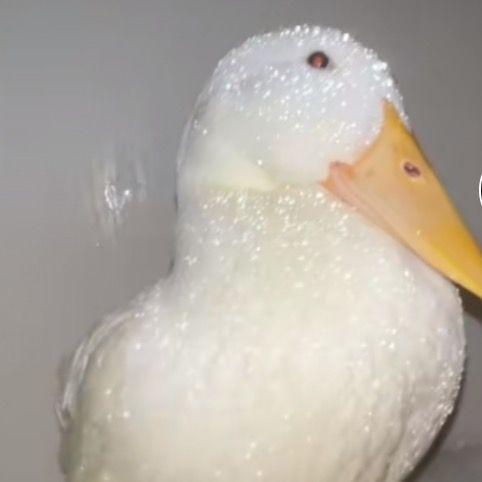 Coin🐤