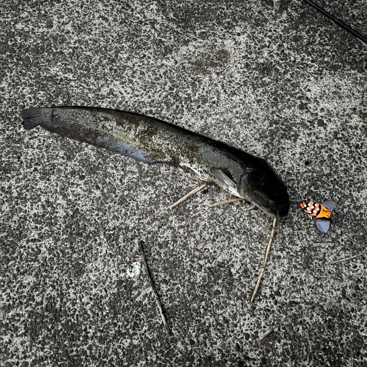 ナマズ釣り