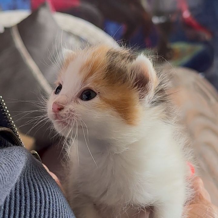 Albie🐈