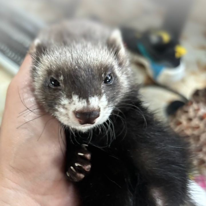 eli_ferretmom