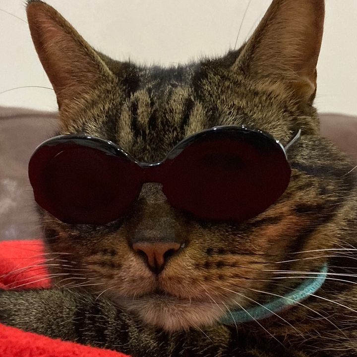 老猫はな18歳🐱の長生き日記
