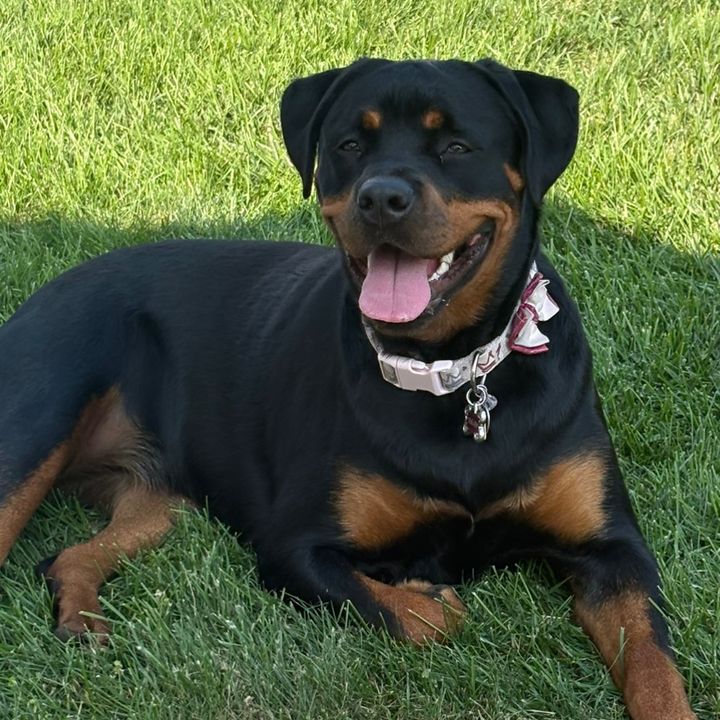 Rajah_the_Rottie
