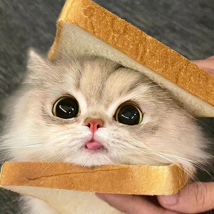 janellezharmenovaa0