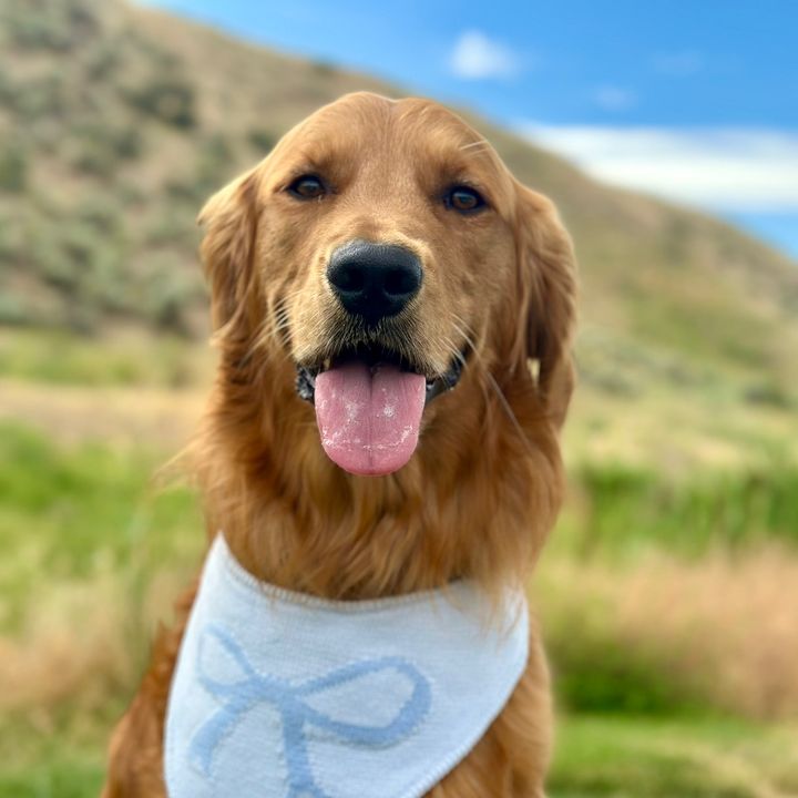 mavvy_the_golden