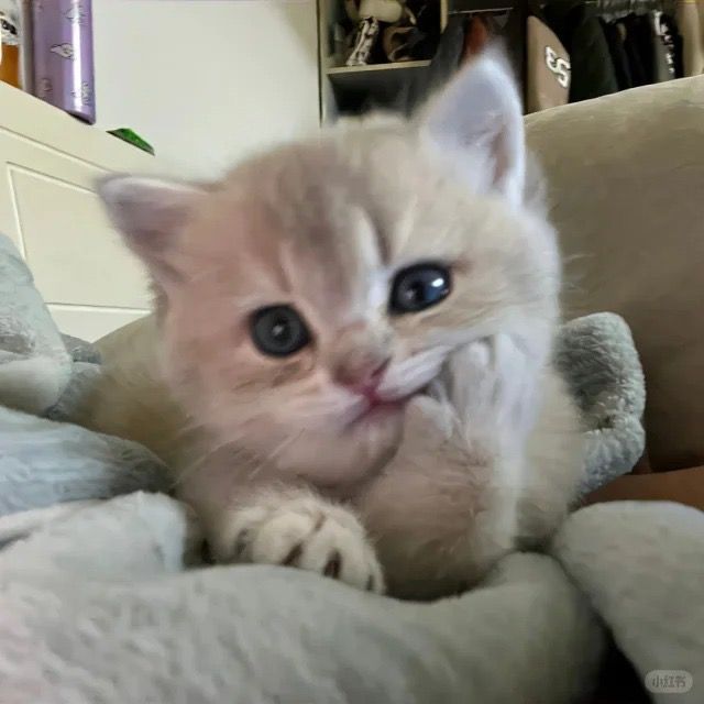 Maneki-neko