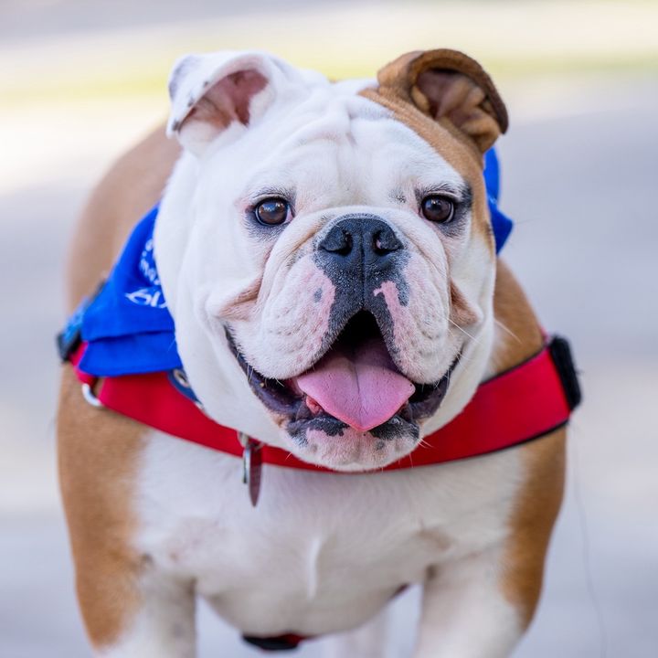 BowserTheBulldog