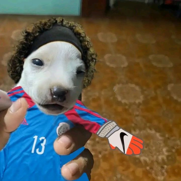 ratadci1
