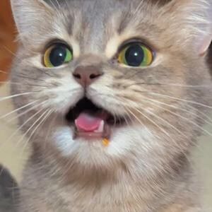 meowstuff