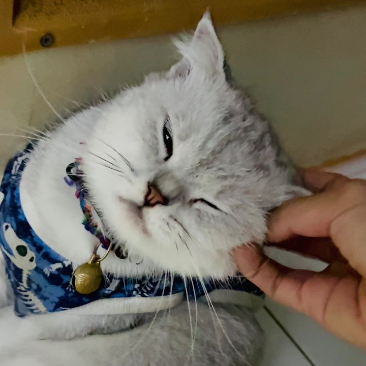 ✿ Nhi lung tung có ling ting ✿