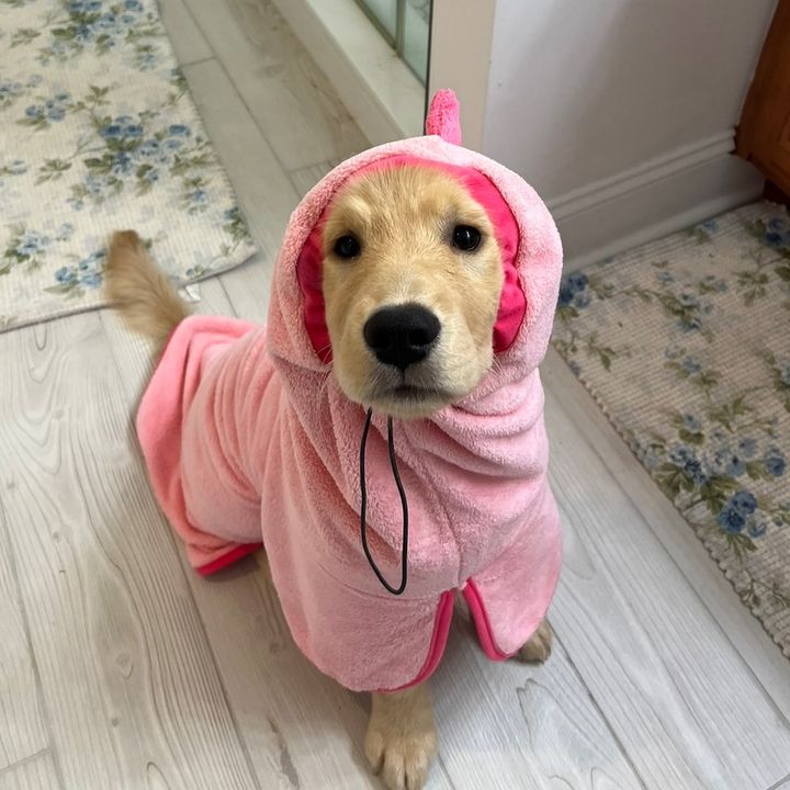 Winnie the Golden