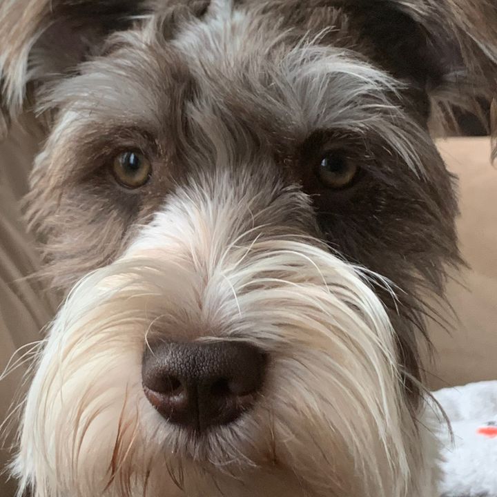 Archie The Schnauzer 🐾