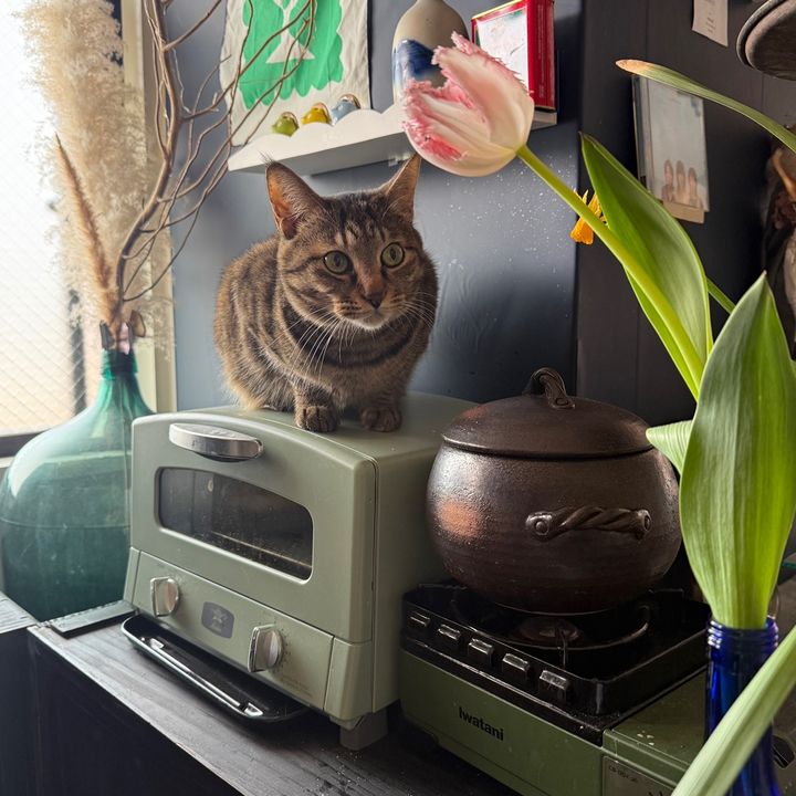 肉太郎🥬🍖🥬🐈🐈⬛moipi's room