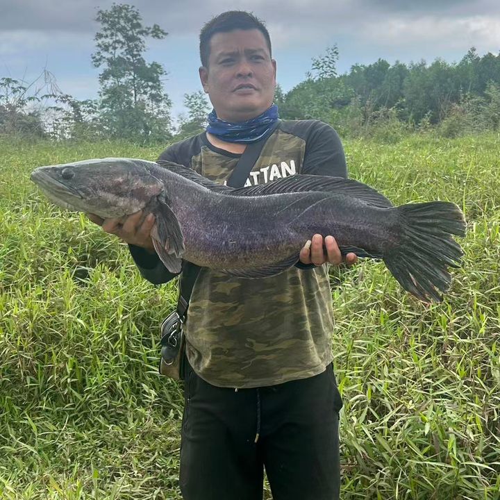 Ah Shui Fishing 🎣 | 阿水钓鱼