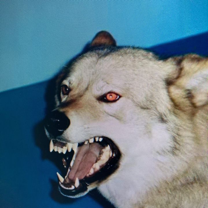 mjzqwokrtv_y