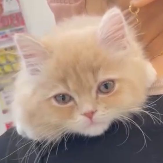 【しんじゅ】猫大好き‼️猫の日常❣️猫占い🔮
