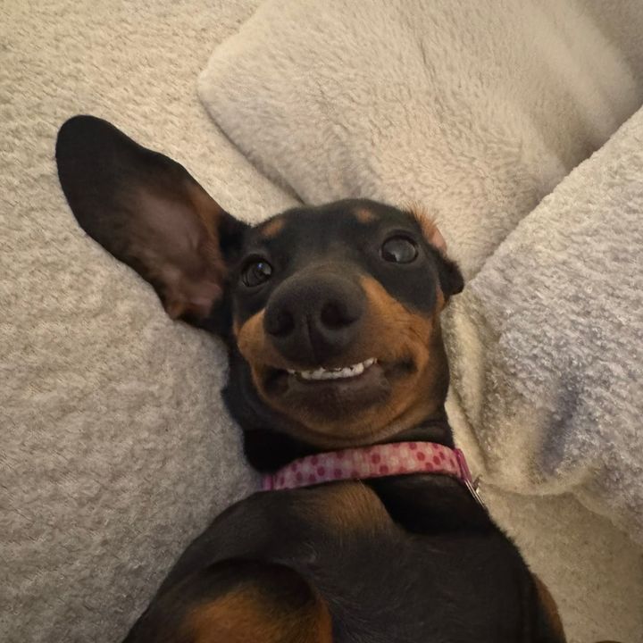 mochadaweenie