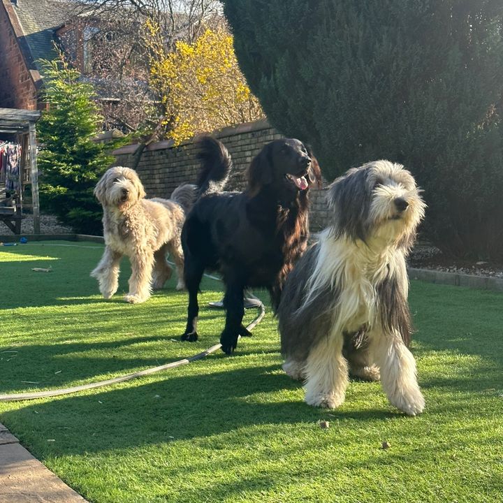 Robyn’s Dog Walking Services