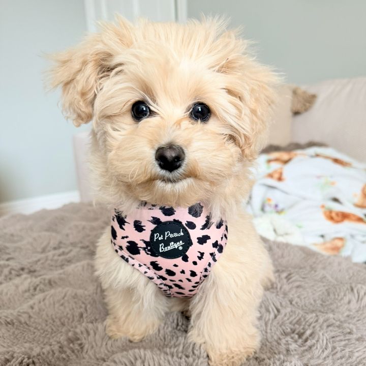 Honey 🍯🐾
