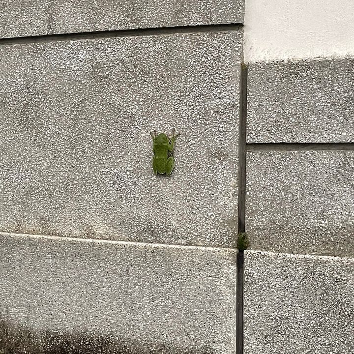 かま