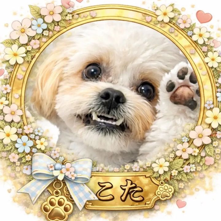 こた🐶ペキプーの日常🦷🍖