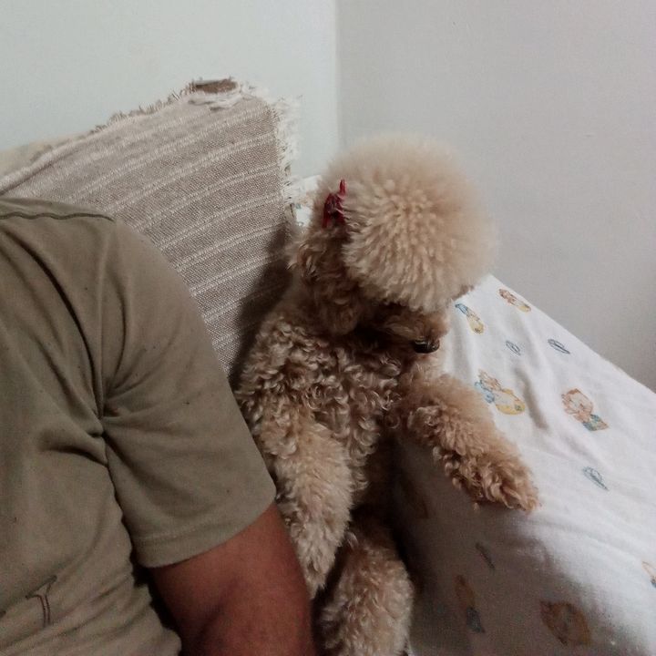 dog feliz