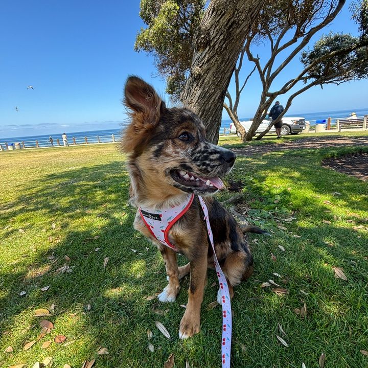 Rosiethecattledogmix 🌹