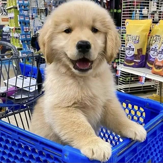 Aria Finds
