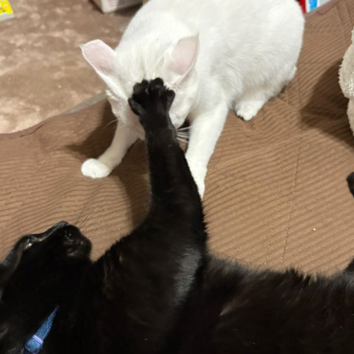 ほりー