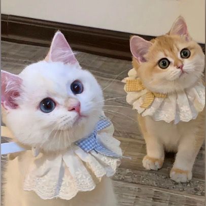 jinitaimei991