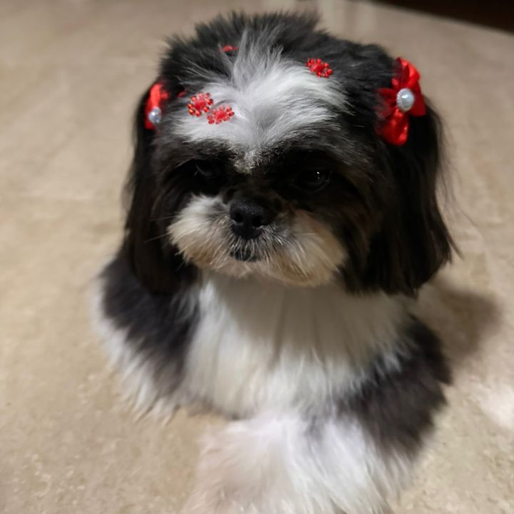 Nina Shitzu