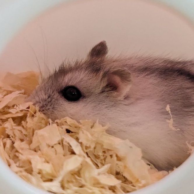 mochi chan hamster