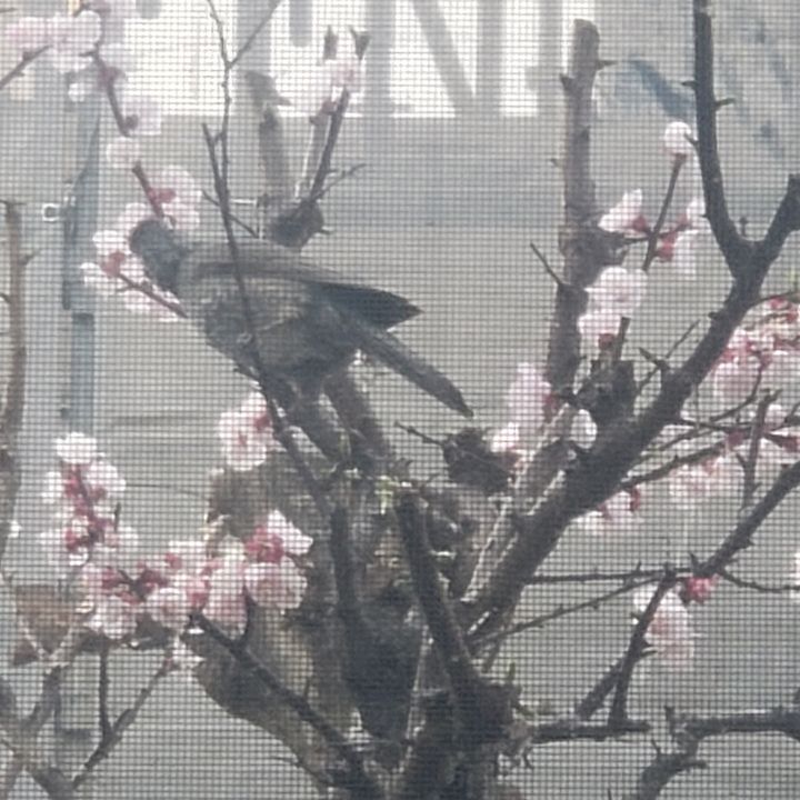 フックン