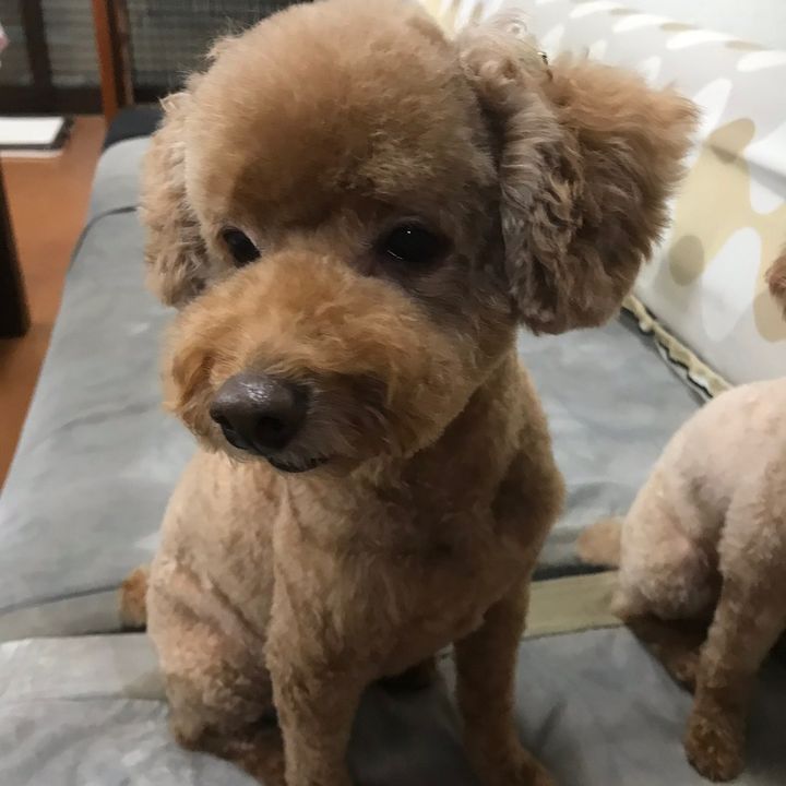 モコの子供と孫たち