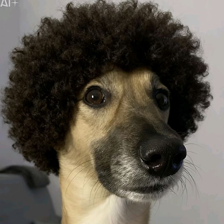 ALGEBRO