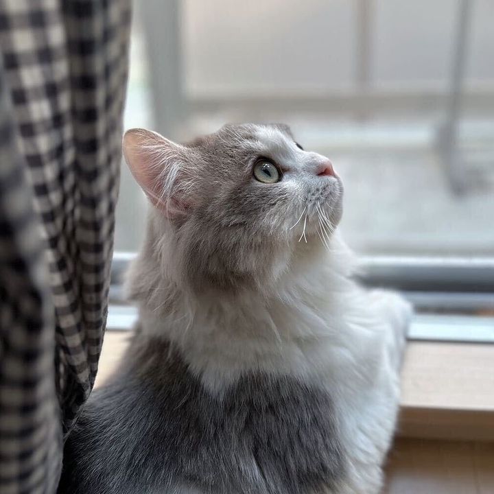 nekochoufun