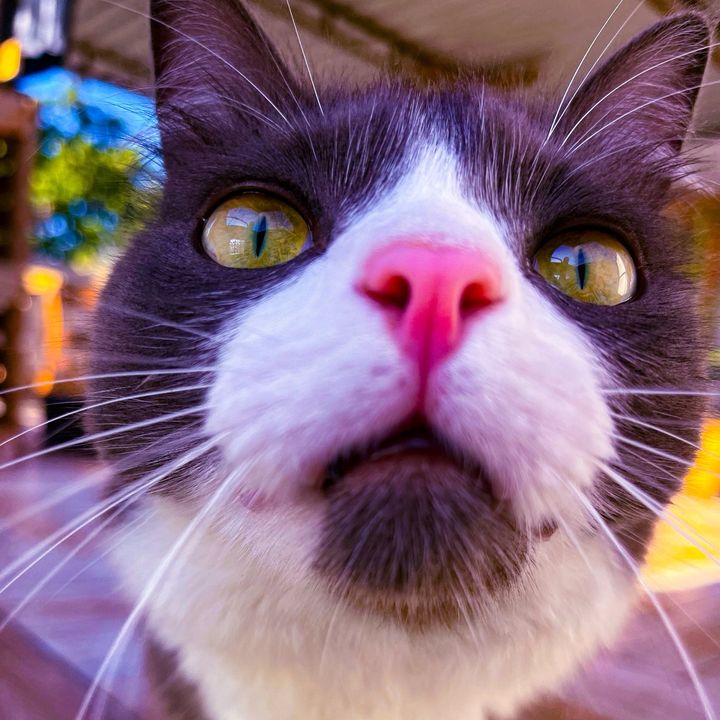 🐈‍⬛ Gatos Rônay 🐈