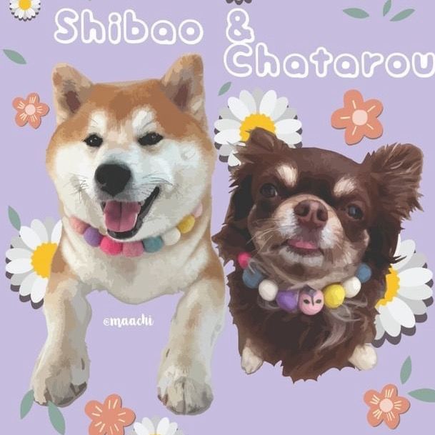 shibaochata