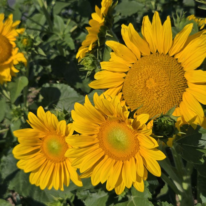 てるこ🌻🍦