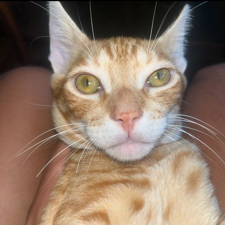 dutracat