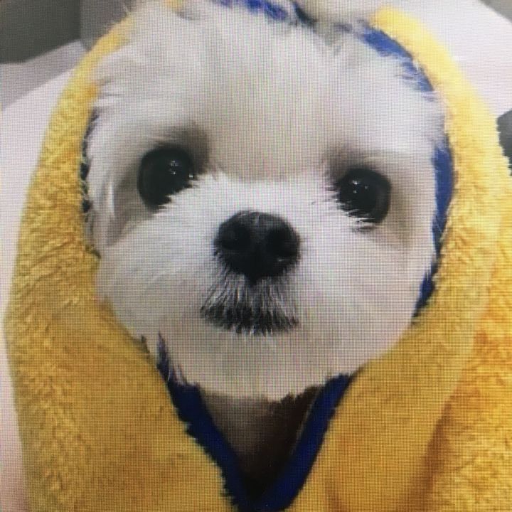 baoyixia0