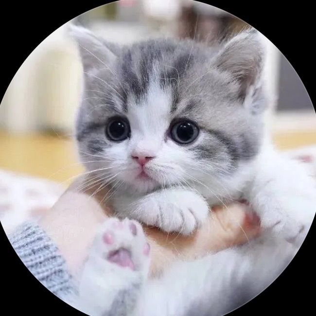 cat777zhe