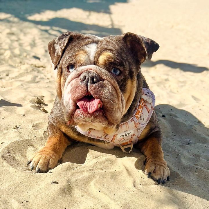 Dolly The Bulldog