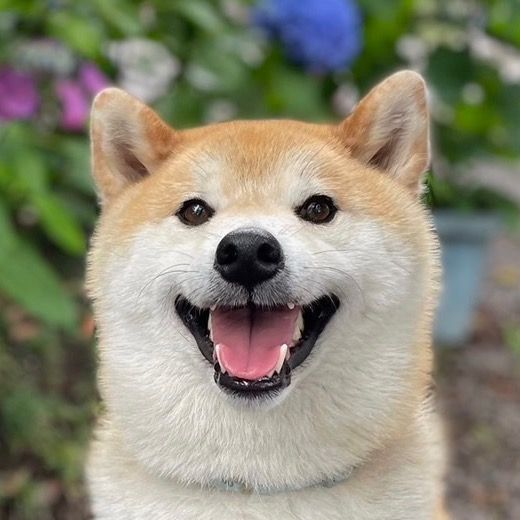 柴犬ぷくまる