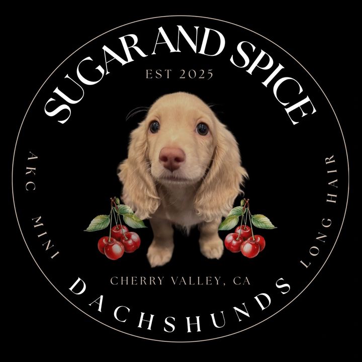 Sugarandspicedachshunds