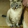 トミー