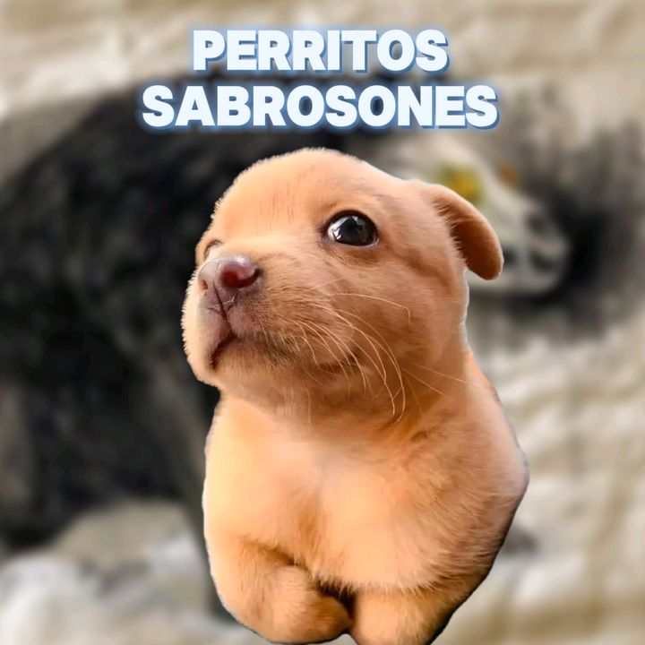PerritosSabrosones