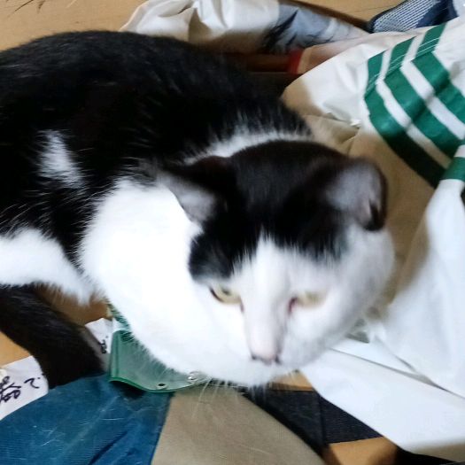 チョビ