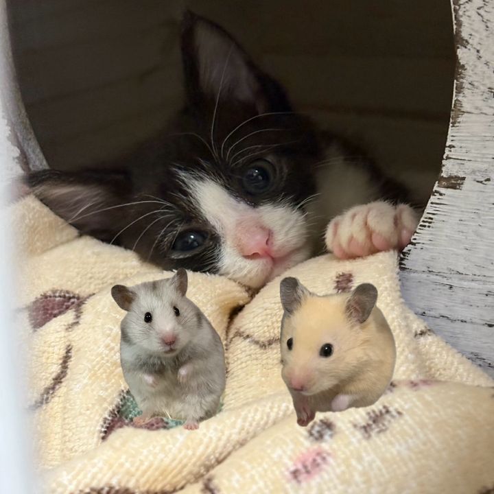 ハチワレだいあ